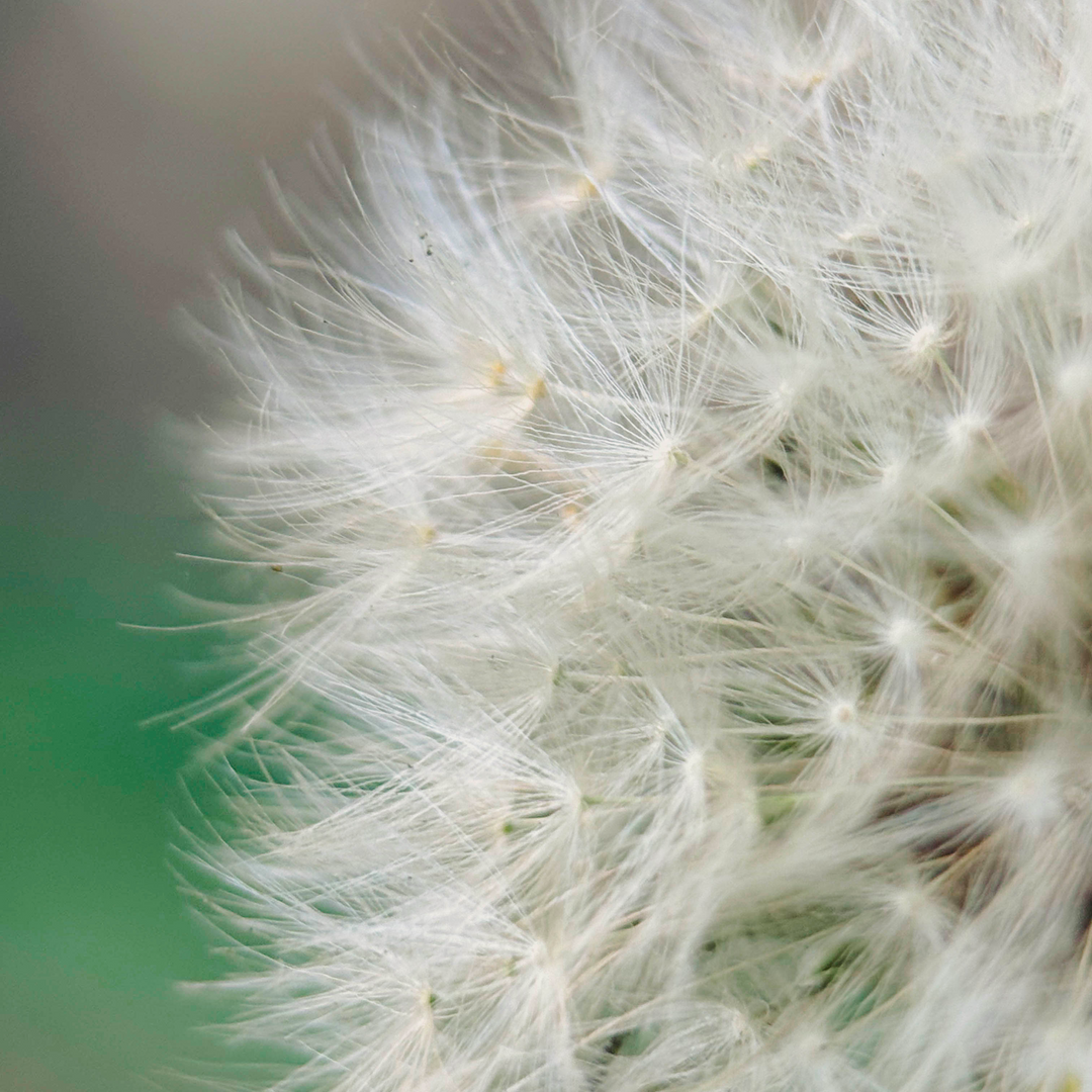 Macro 75mm Mobile Lens | T-Series