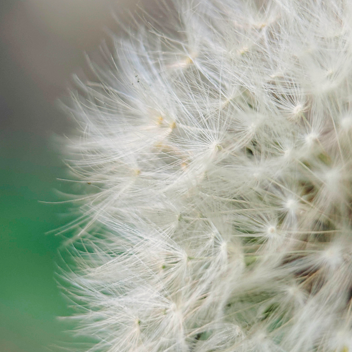 Macro 75mm Mobile Lens | T-Series