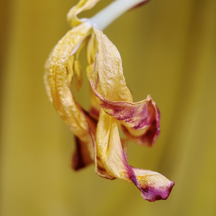 Macro 75mm Mobile Lens | T-Series
