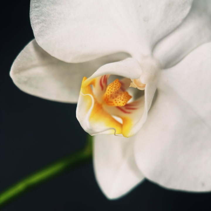 Macro 75mm Mobile Lens | T-Series