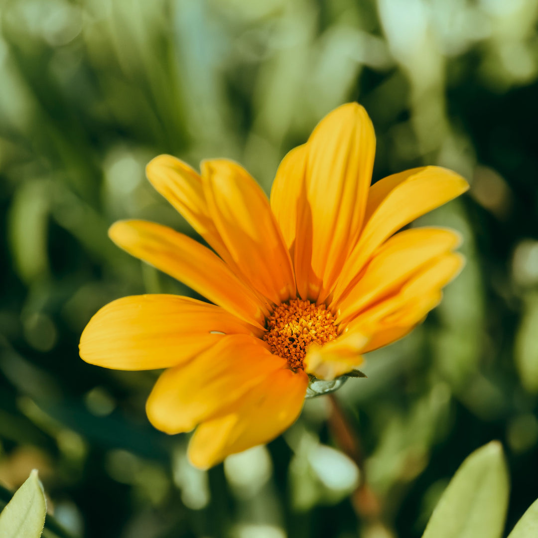 Macro 75mm Mobile Lens | T-Series