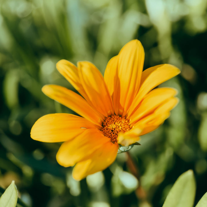 Macro 75mm Mobile Lens | T-Series