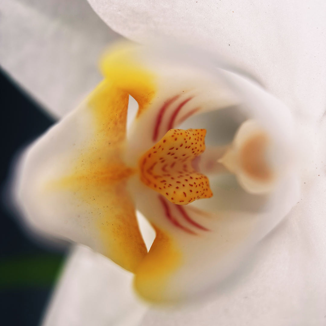 Macro 10x Mobile Lens