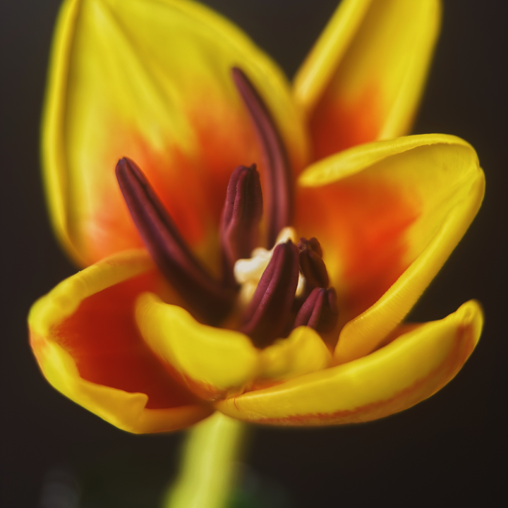 Macro 75mm Mobile Lens | T-Series